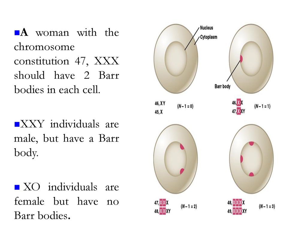 Sex chromatin bodies ((Barr body - ppt download