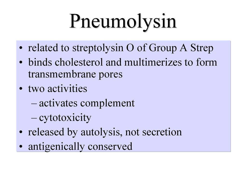 Pneumolysin related to streptolysin O of Group A Strep