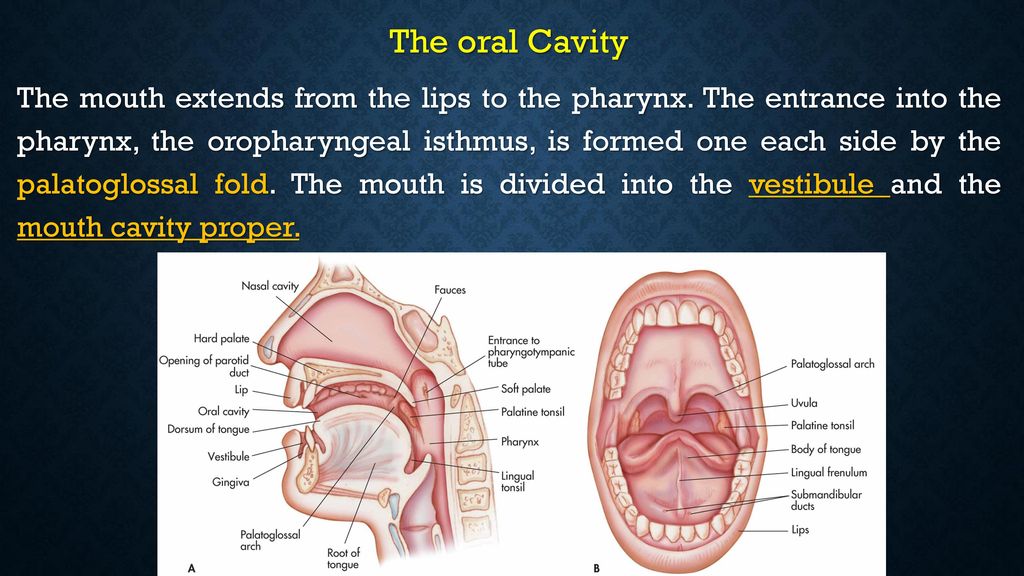 The Mouth and Buccal Cavity - Anatomy of the Human Mouth