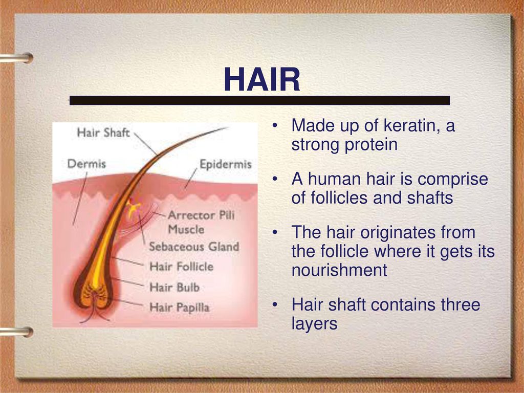 Analysis of Hair of Various Ethnicities - ppt download