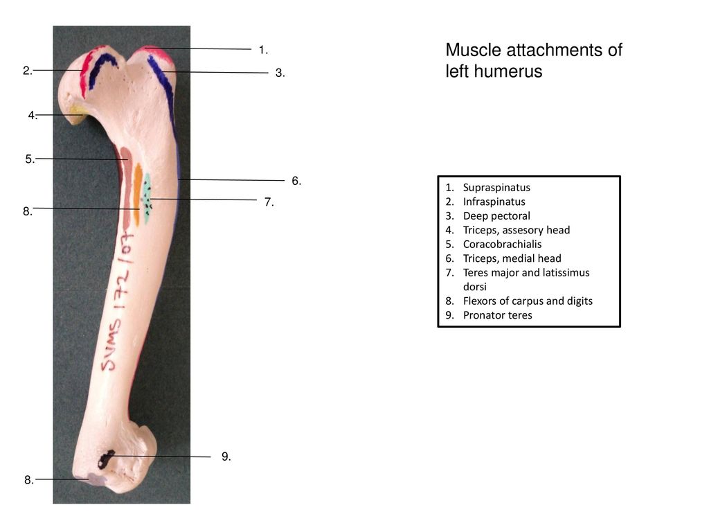 Muscle attachments of left humerus
