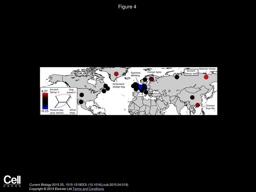 Figure 4 Introgression from a Population Related to the Ancient Taimyr Wolf into Northeast Siberian and New World Arctic Dog Breeds.