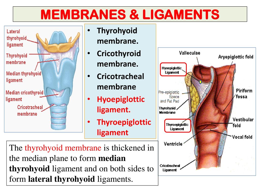 MEMBRANES & LIGAMENTS Thyrohyoid membrane. Cricothyroid membrane.