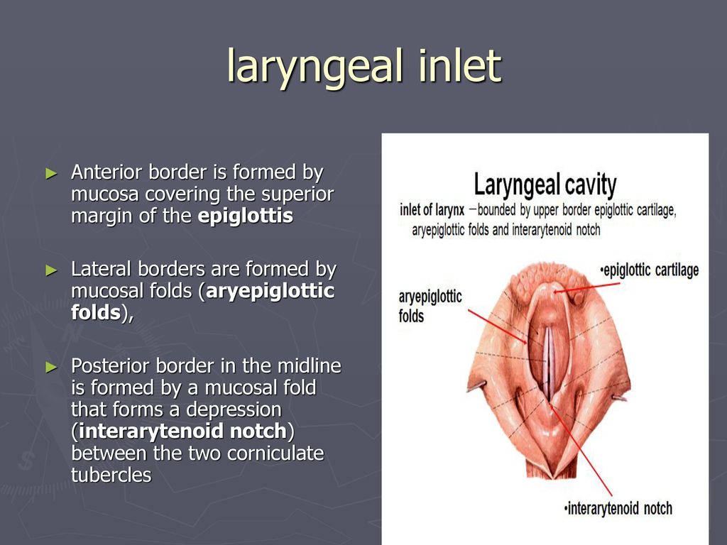 laryngeal inlet Anterior border is formed by mucosa covering the superior margin of the epiglottis.