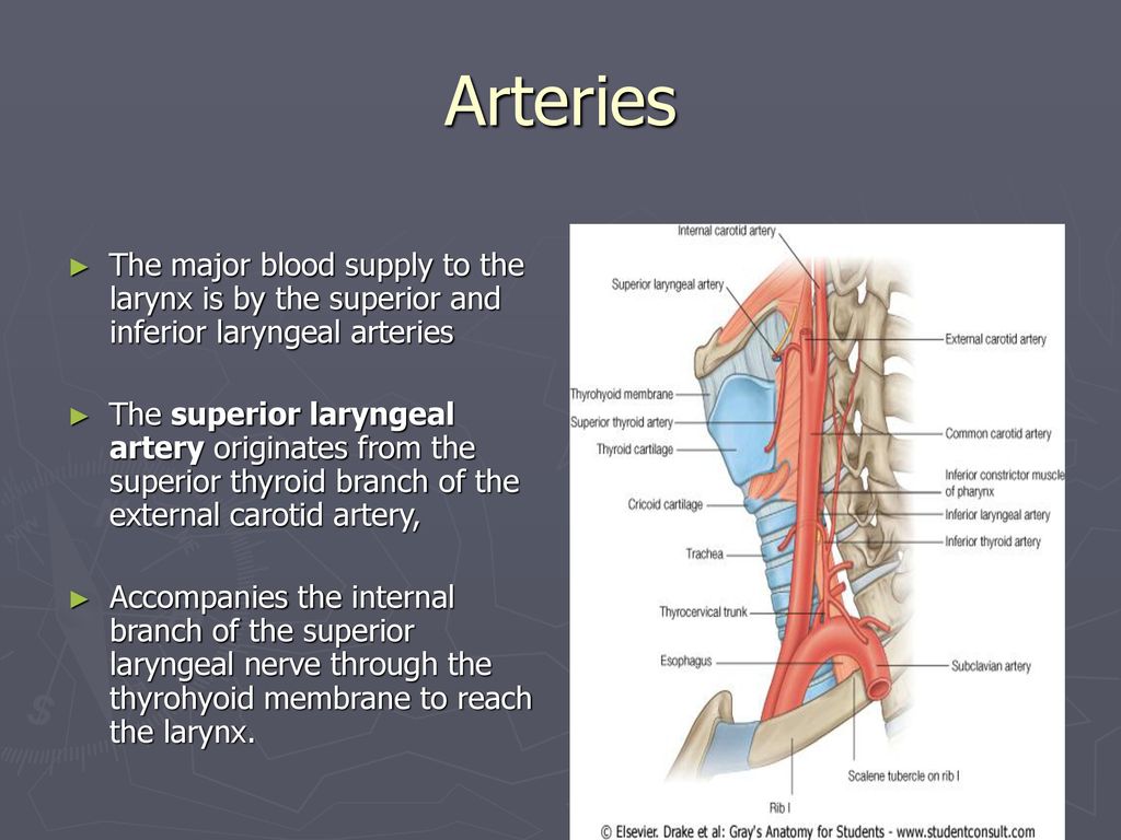 Arteries The major blood supply to the larynx is by the superior and inferior laryngeal arteries.