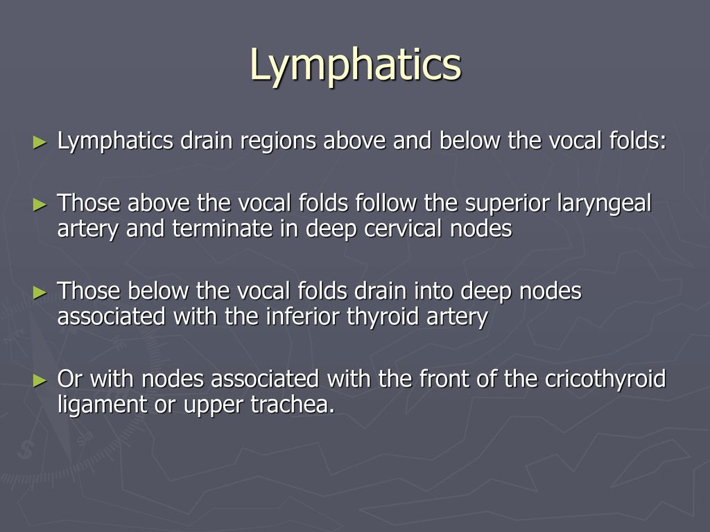 Lymphatics Lymphatics drain regions above and below the vocal folds: