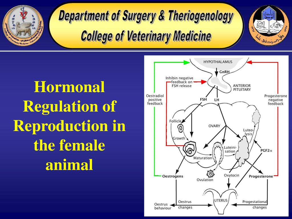 Reproductive Hormones Ppt Download