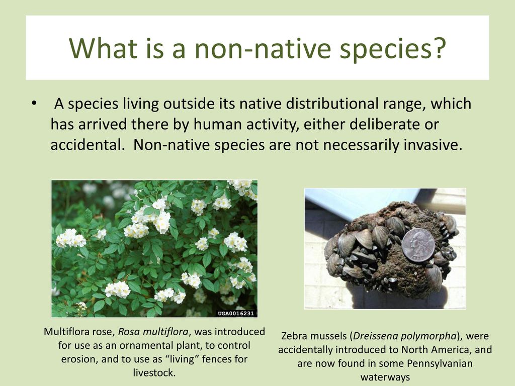 Species And Hybrids What Is A Species A