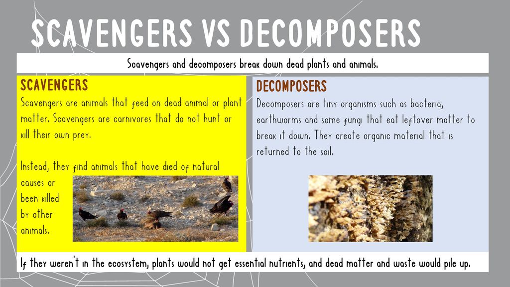 Food Chains Food Chains Review Biology Diagrams