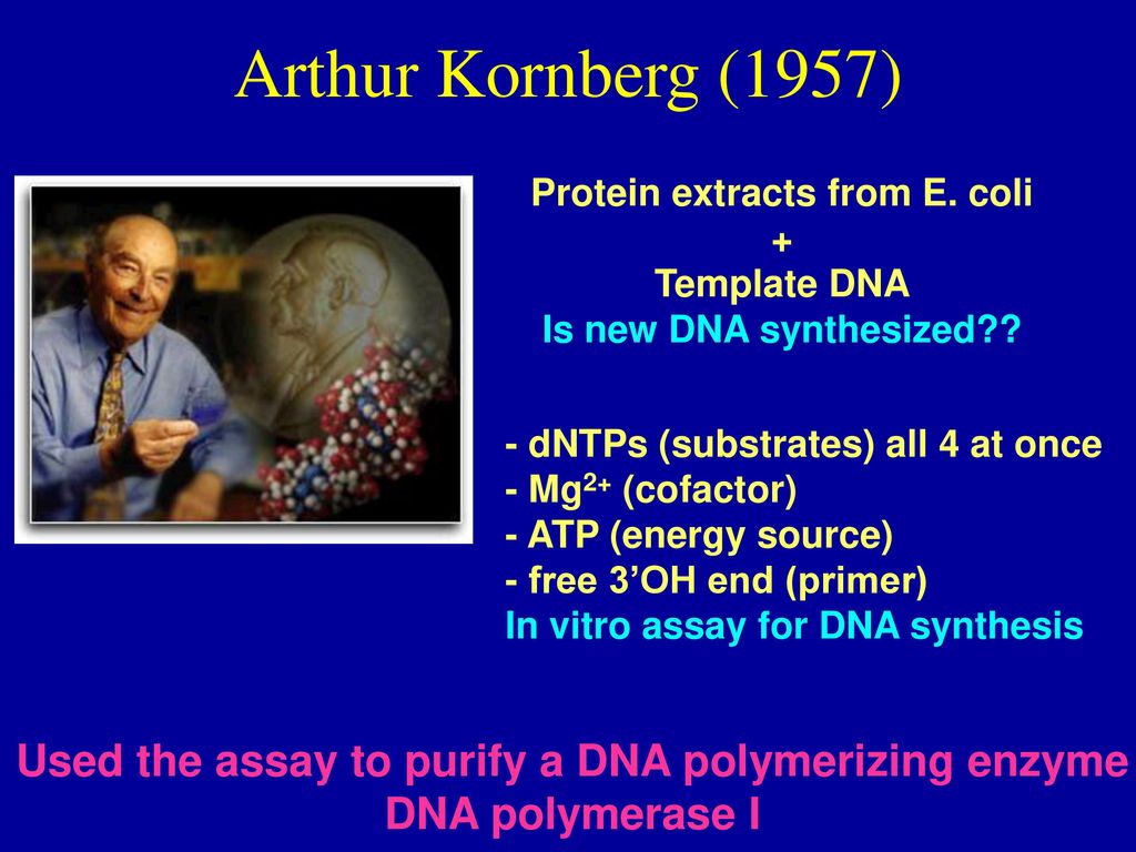 DNA Replication. - ppt download