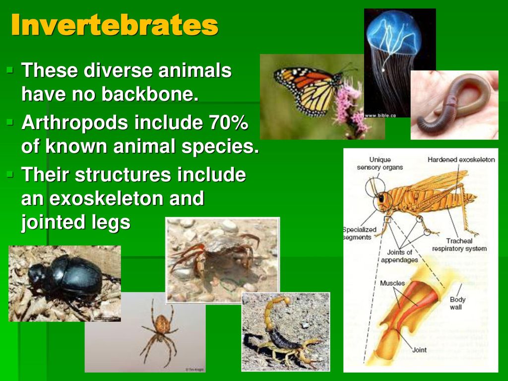 Great Ideas in Science Lecture 10 - Living Things - ppt download