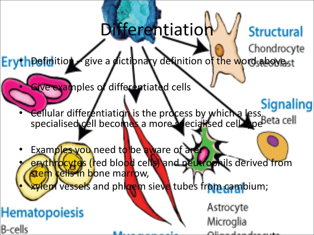 differentiation of cells - ppt download