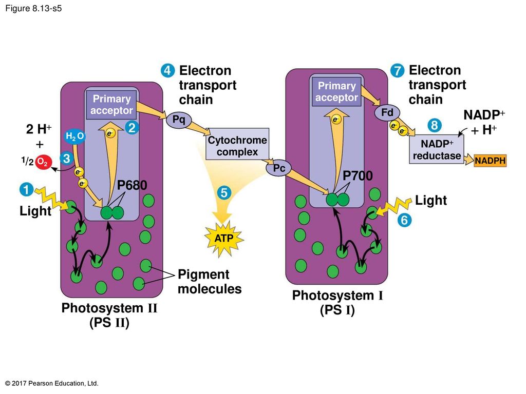 photosystem 1 és 2 termékek anti aging