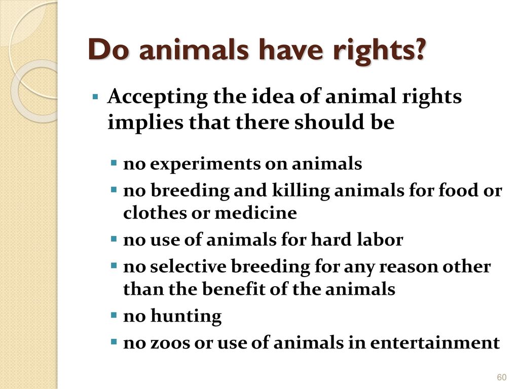 Animal Rights. - ppt download