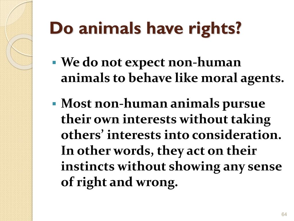 Animal Rights. - ppt download