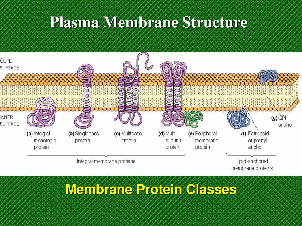 Cell Biology Unit Three. - ppt download