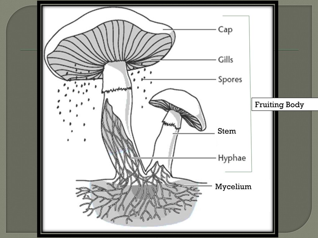 Строение гриба состоит из. Грибы строение шляпочных грибов. Схема плодовое тело шляпочного гриба. Строение шляпочного гриба рисунок. Схема строения шляпочного гриба.