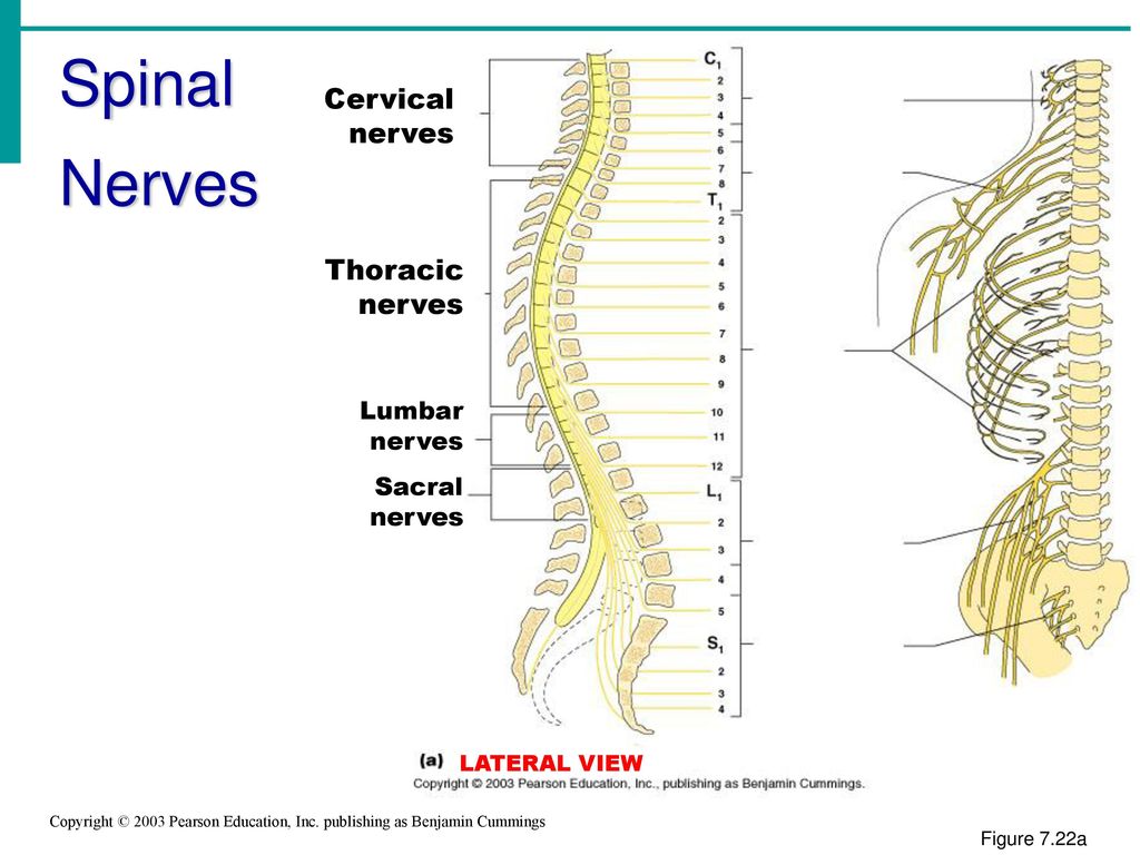 Chapter 6 The Nervous System-Peripheral NS - ppt download