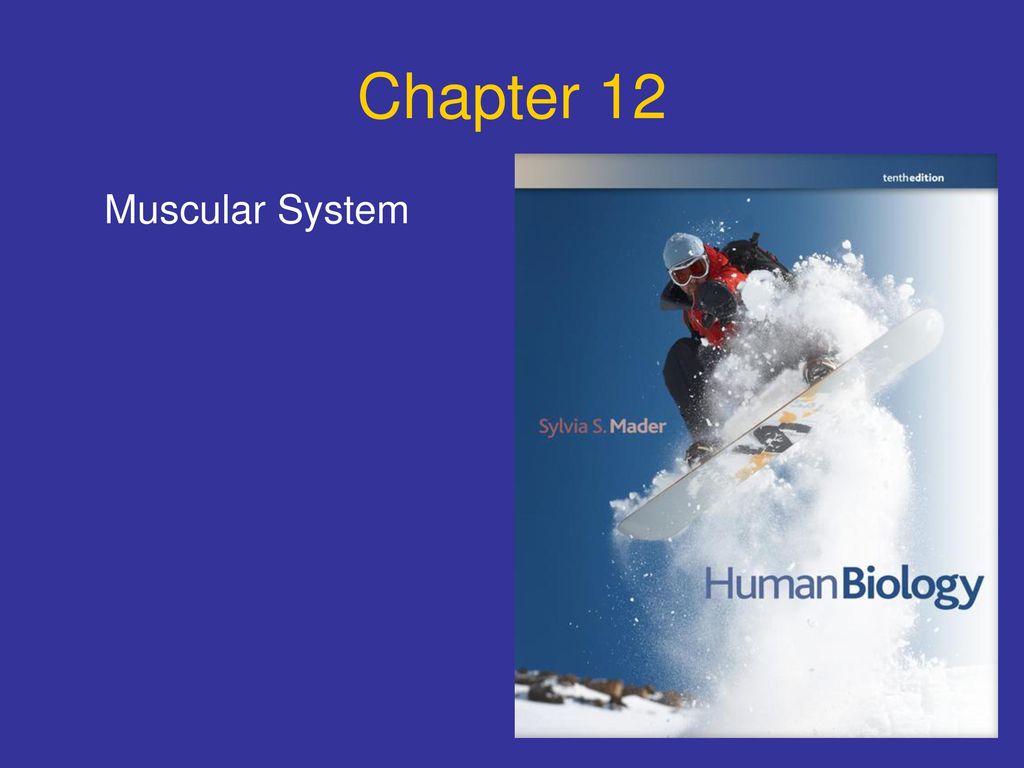 Chapter 12 Muscular System