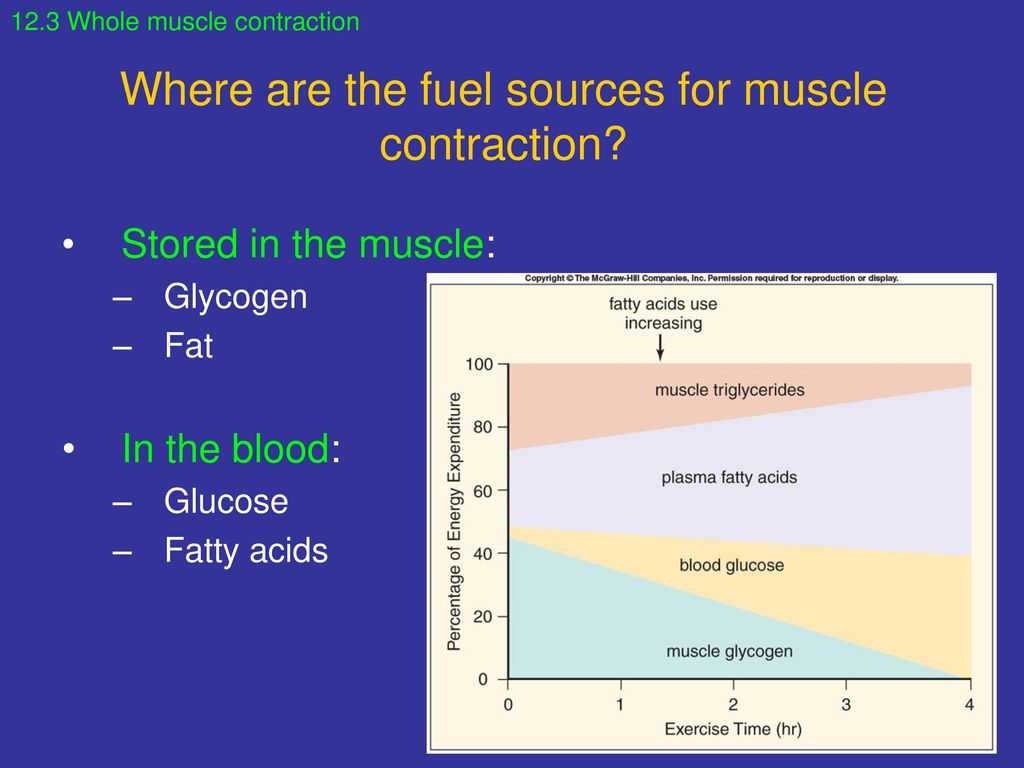 Where are the fuel sources for muscle contraction