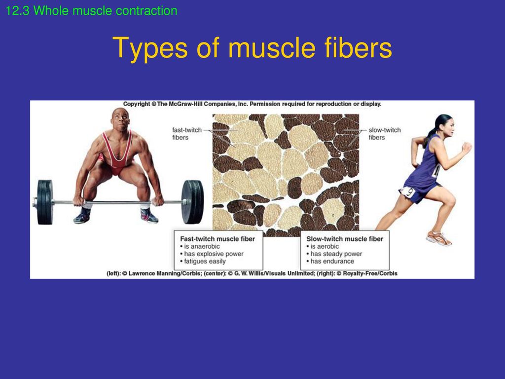 12.3 Whole muscle contraction