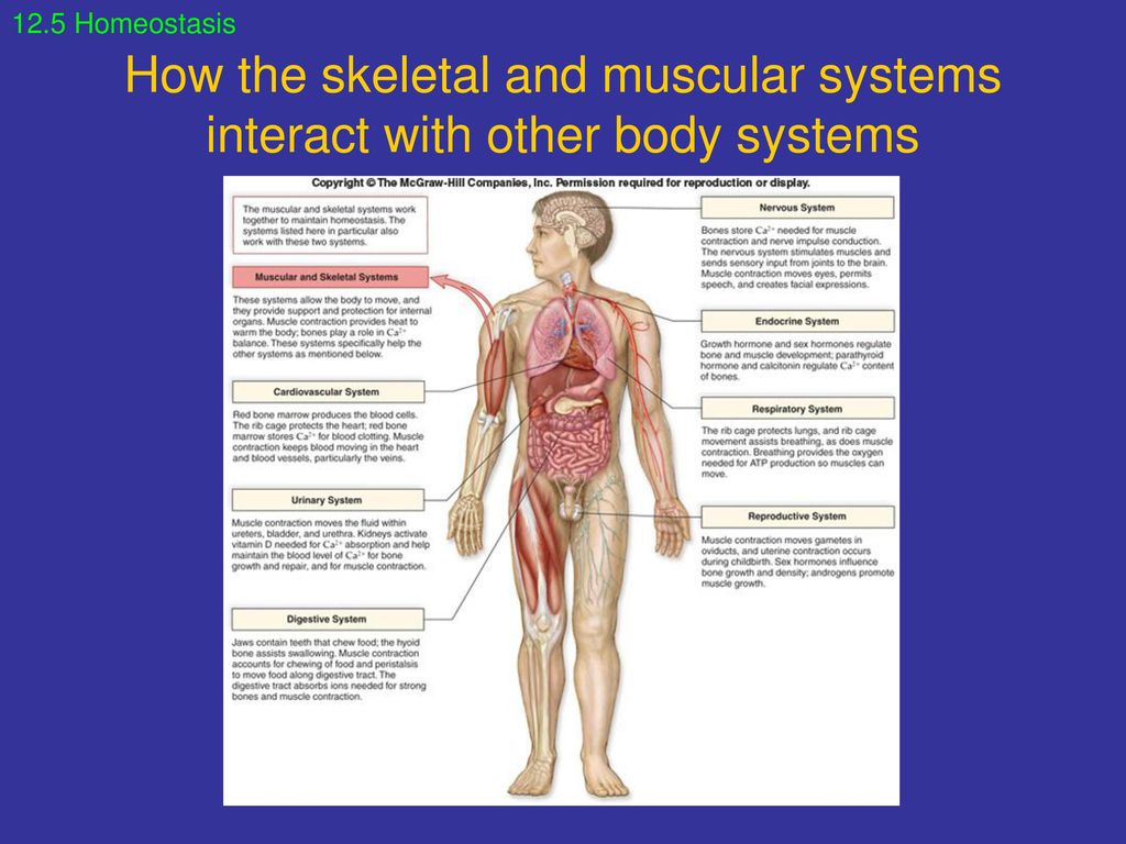 How the skeletal and muscular systems interact with other body systems