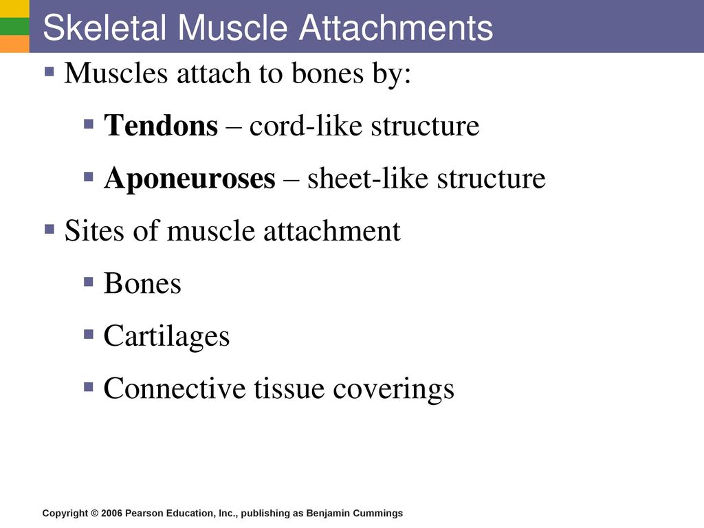 The Muscular System. - ppt download