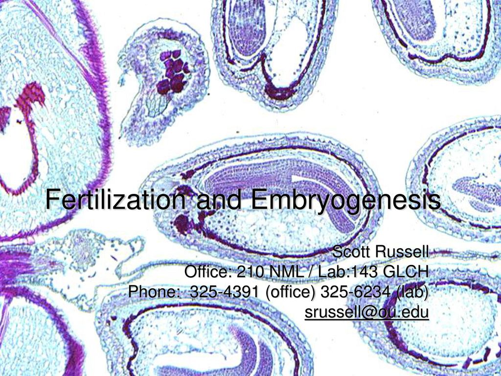 Fertilization and Embryogenesis