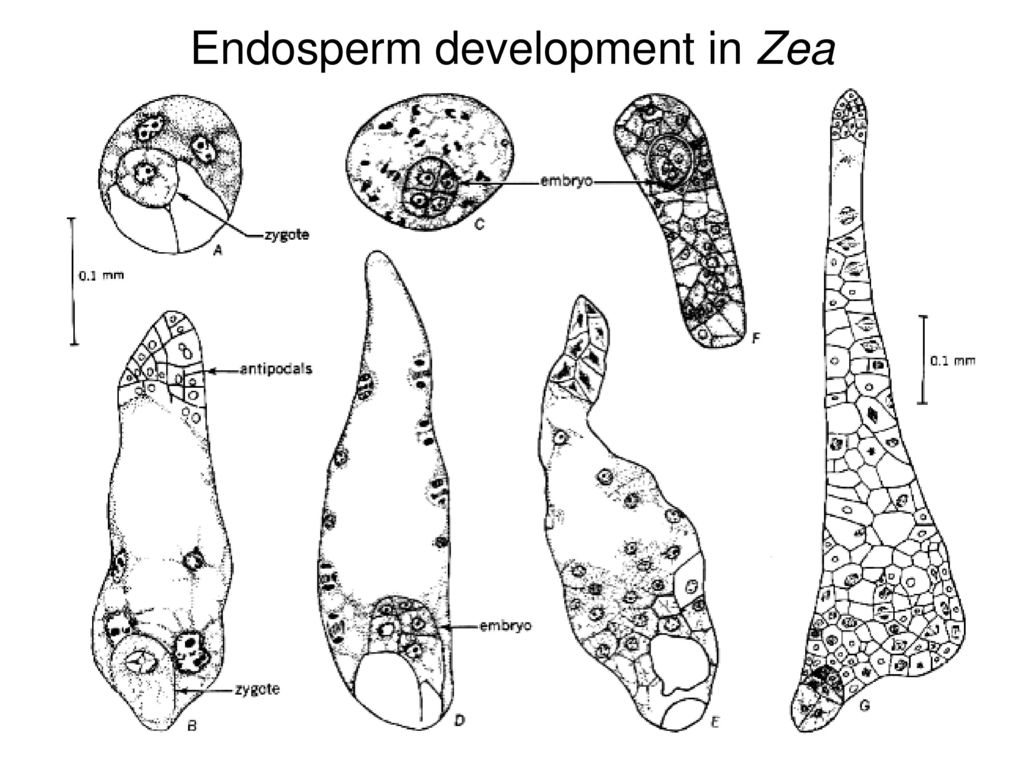 Endosperm development in Zea