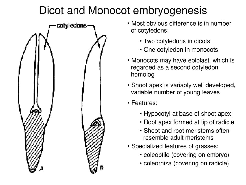Dicot and Monocot embryogenesis