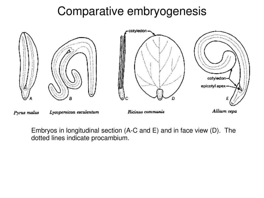 Comparative embryogenesis