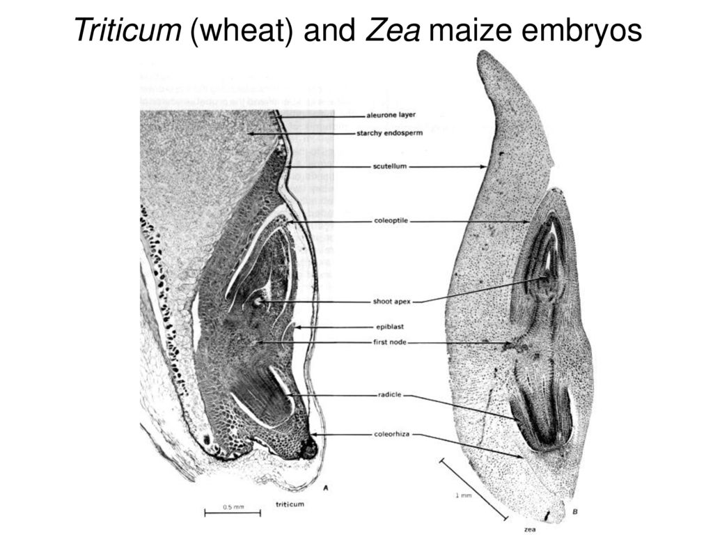 Triticum (wheat) and Zea maize embryos