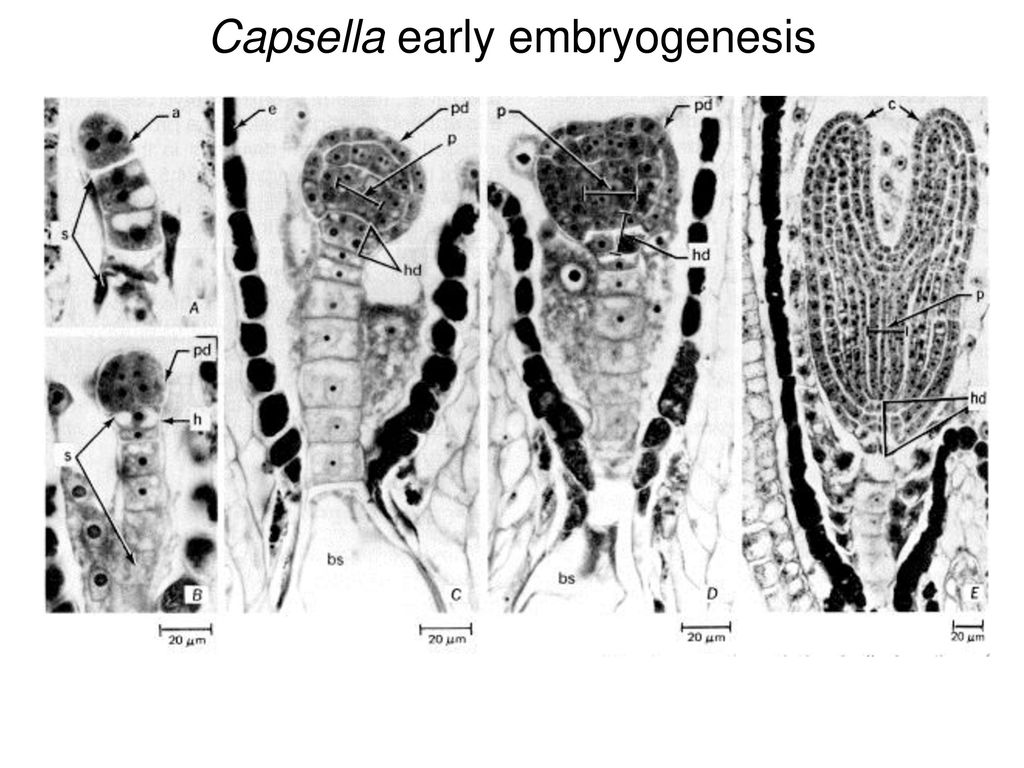 Capsella early embryogenesis