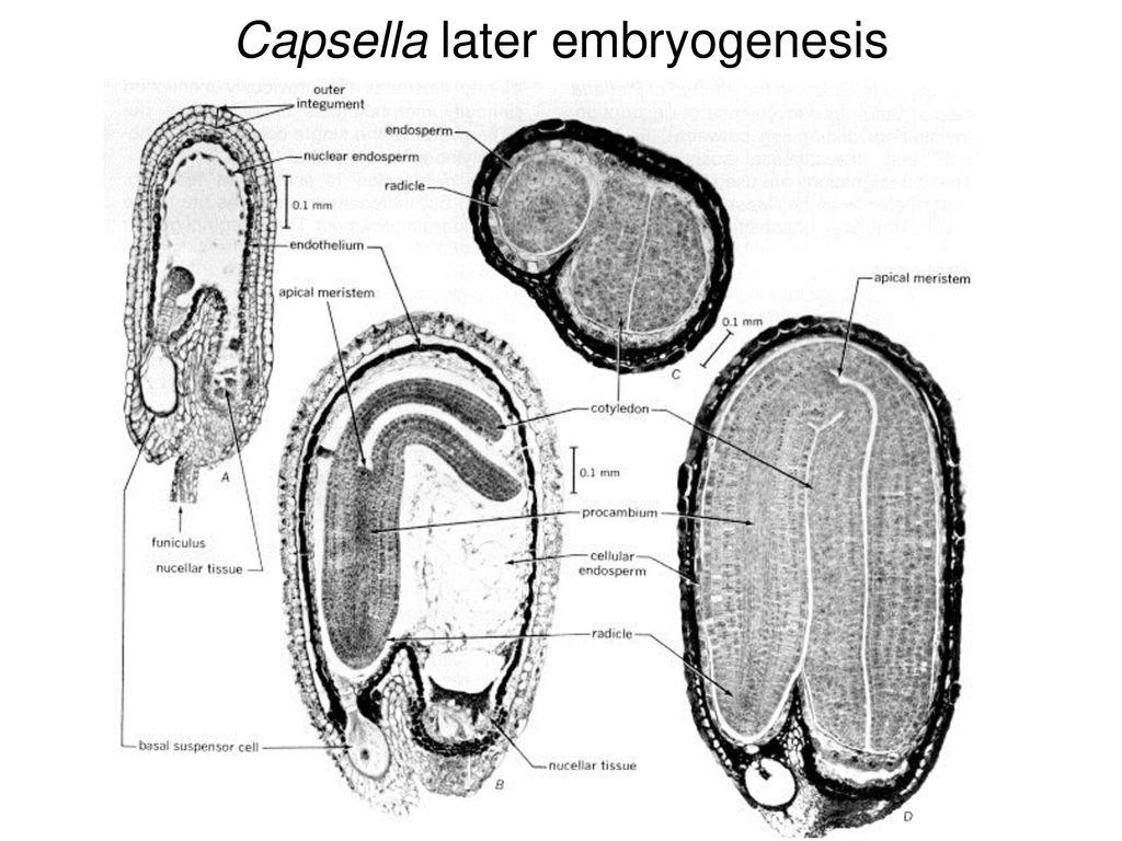 Capsella later embryogenesis