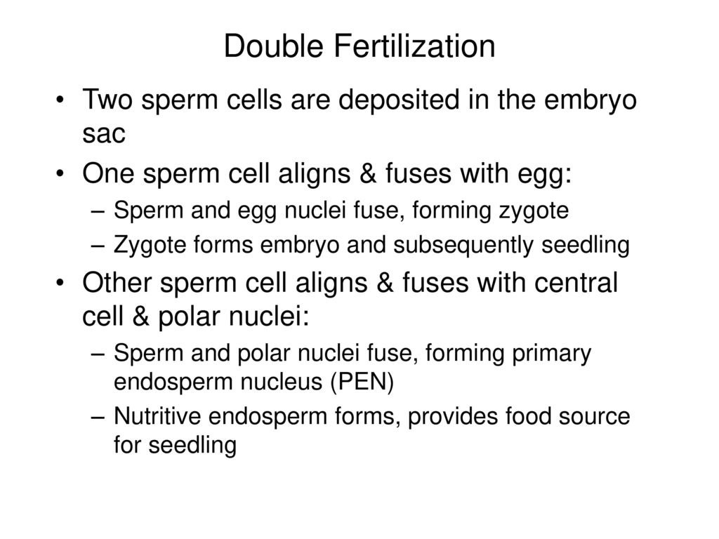 Double Fertilization Two sperm cells are deposited in the embryo sac