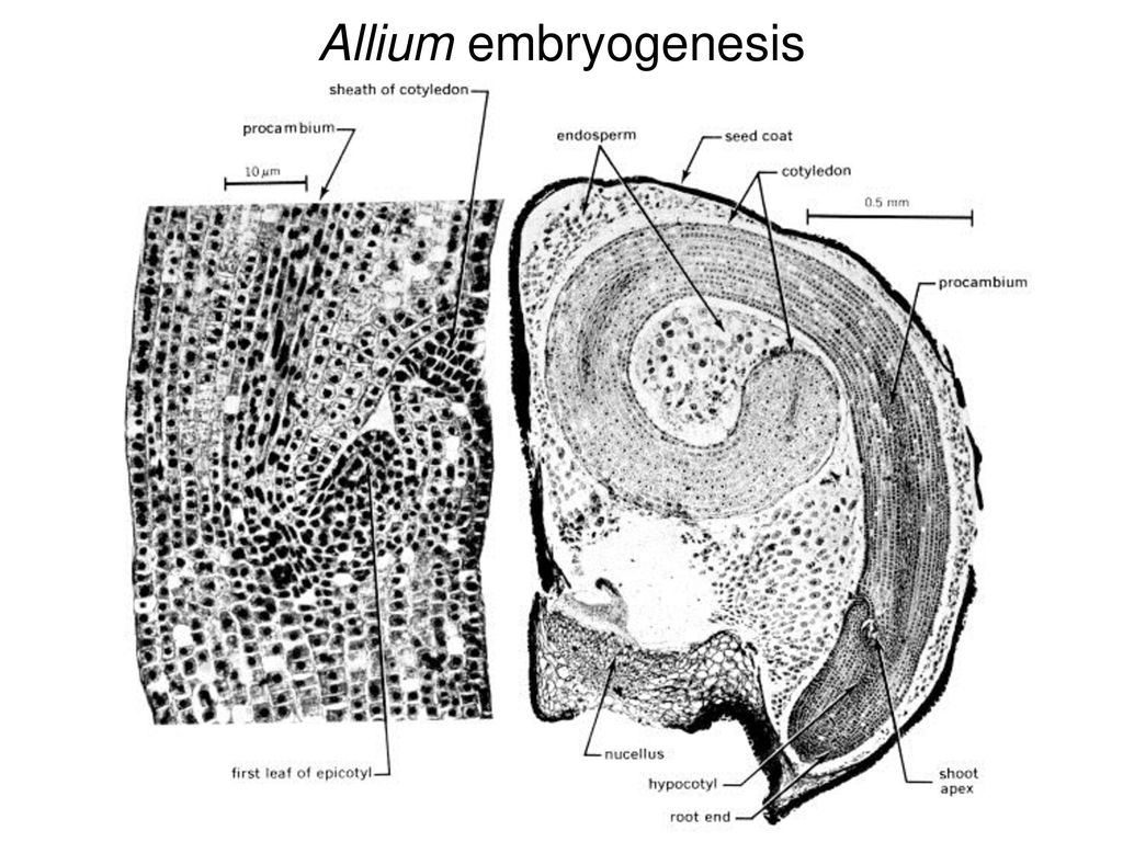 Allium embryogenesis