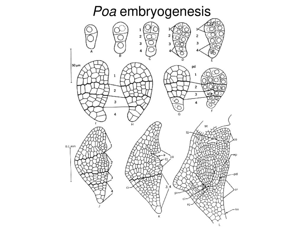 Poa embryogenesis