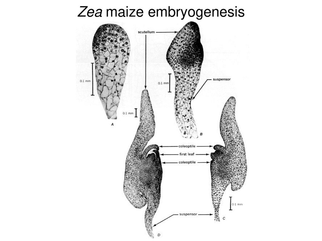 Zea maize embryogenesis