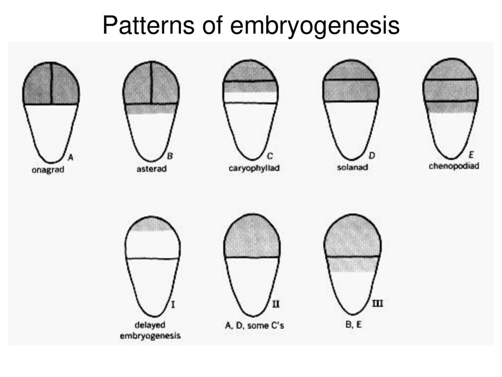 Patterns of embryogenesis