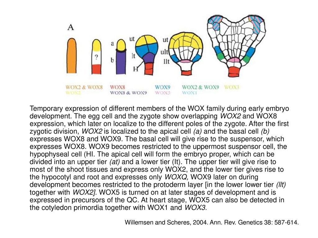 Temporary expression of different members of the WOX family during early embryo development. The egg cell and the zygote show overlapping WOX2 and WOX8 expression, which later on localize to the different poles of the zygote. After the first zygotic division, WOX2 is localized to the apical cell (a) and the basal cell (b) expresses WOX8 and WOX9. The basal cell will give rise to the suspensor, which expresses WOX8. WOX9 becomes restricted to the uppermost suspensor cell, the hypophyseal cell (HI. The apical cell will form the embryo proper, which can be divided into an upper tier (at) and a lower tier (It). The upper tier will give rise to most of the shoot tissues and express only WOX2, and the lower tier gives rise to the hypocotyl and root and expresses only WOXQ, WOX9 later on during development becomes restricted to the protoderm layer [in the lower lower tier (llt) together with WOX2]. WOX5 is turned on at later stages of development and is expressed in precursors of the QC. At heart stage, WOX5 can also be detected in the cotyledon primordia together with WOX1 and WOX3.
