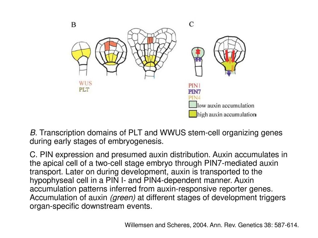 B. Transcription domains of PLT and WWUS stem-cell organizing genes during early stages of embryogenesis.