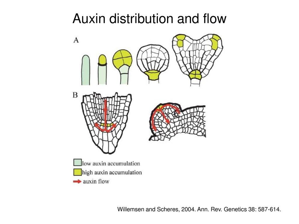Auxin distribution and flow
