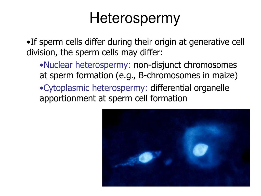 Heterospermy If sperm cells differ during their origin at generative cell division, the sperm cells may differ: