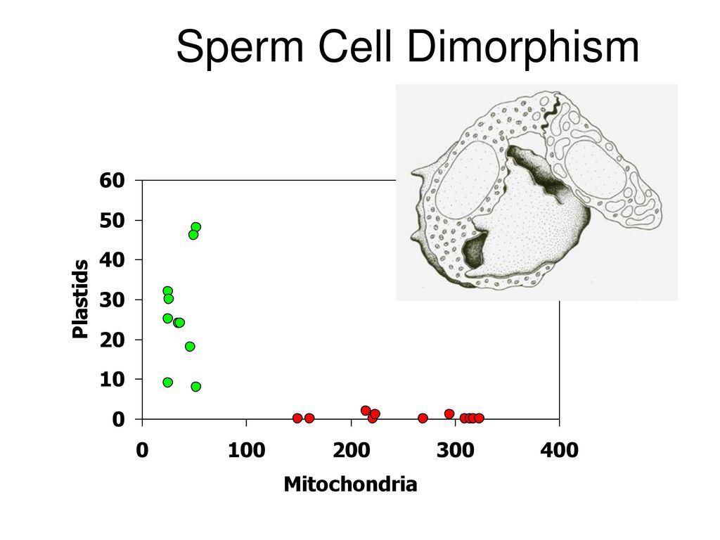 Sperm Cell Dimorphism