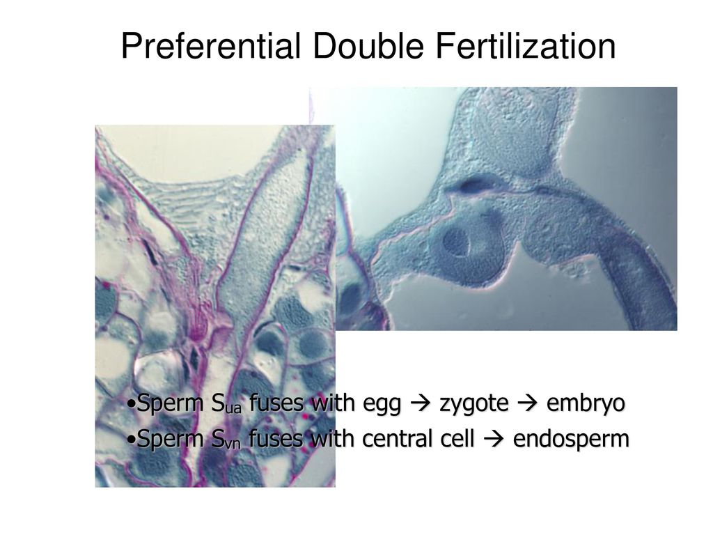 Preferential Double Fertilization