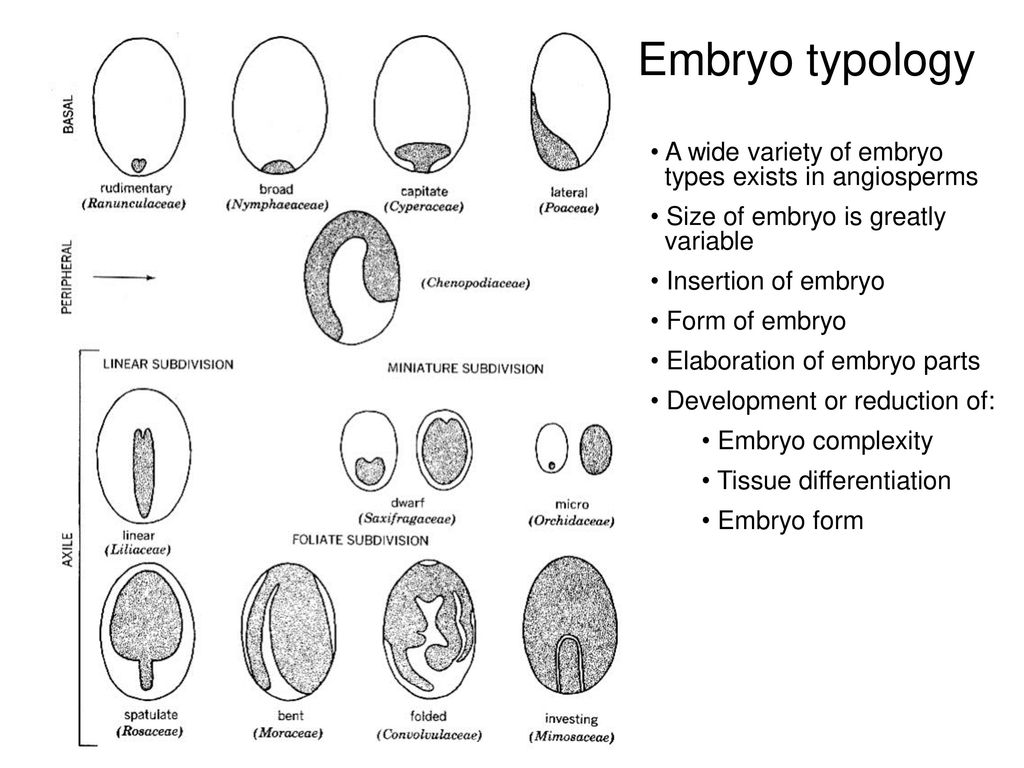Embryo typology A wide variety of embryo types exists in angiosperms