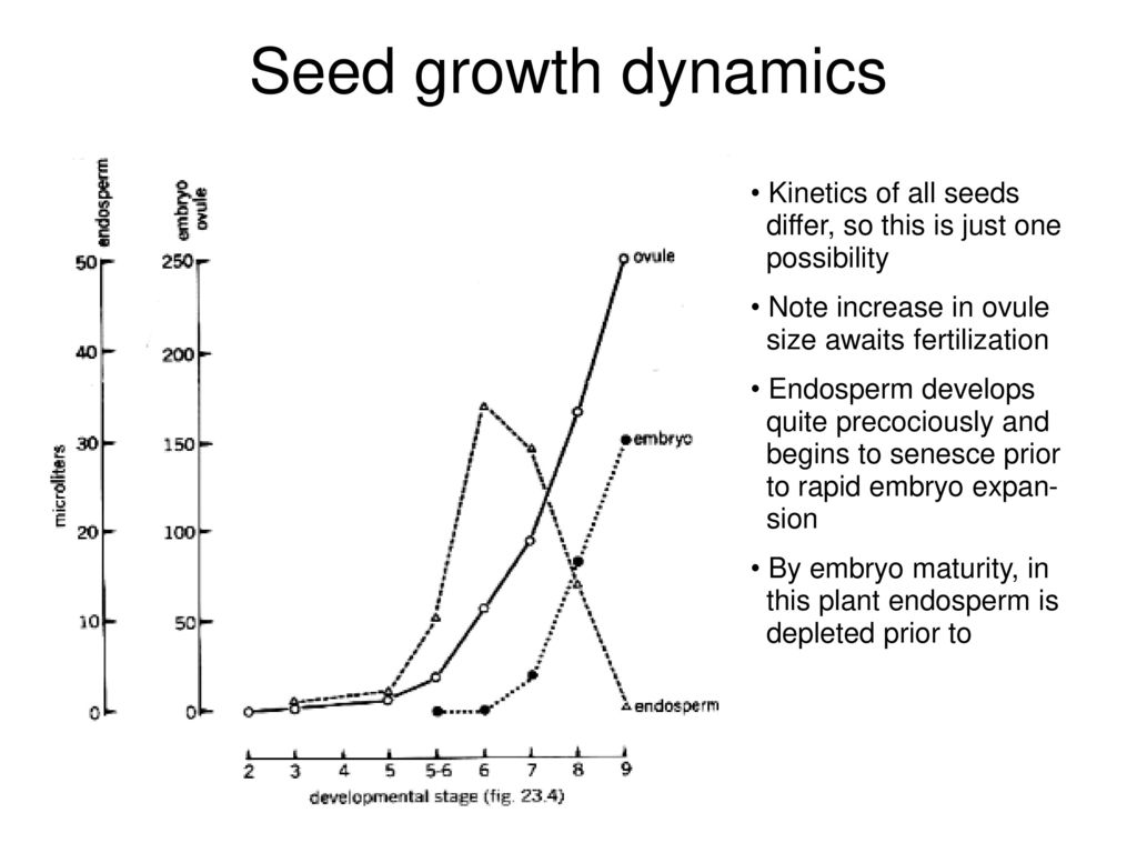 Seed growth dynamics Kinetics of all seeds differ, so this is just one possibility. Note increase in ovule size awaits fertilization.
