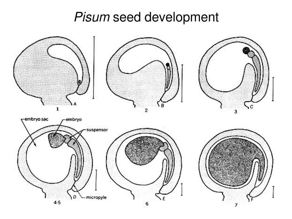 Pisum seed development