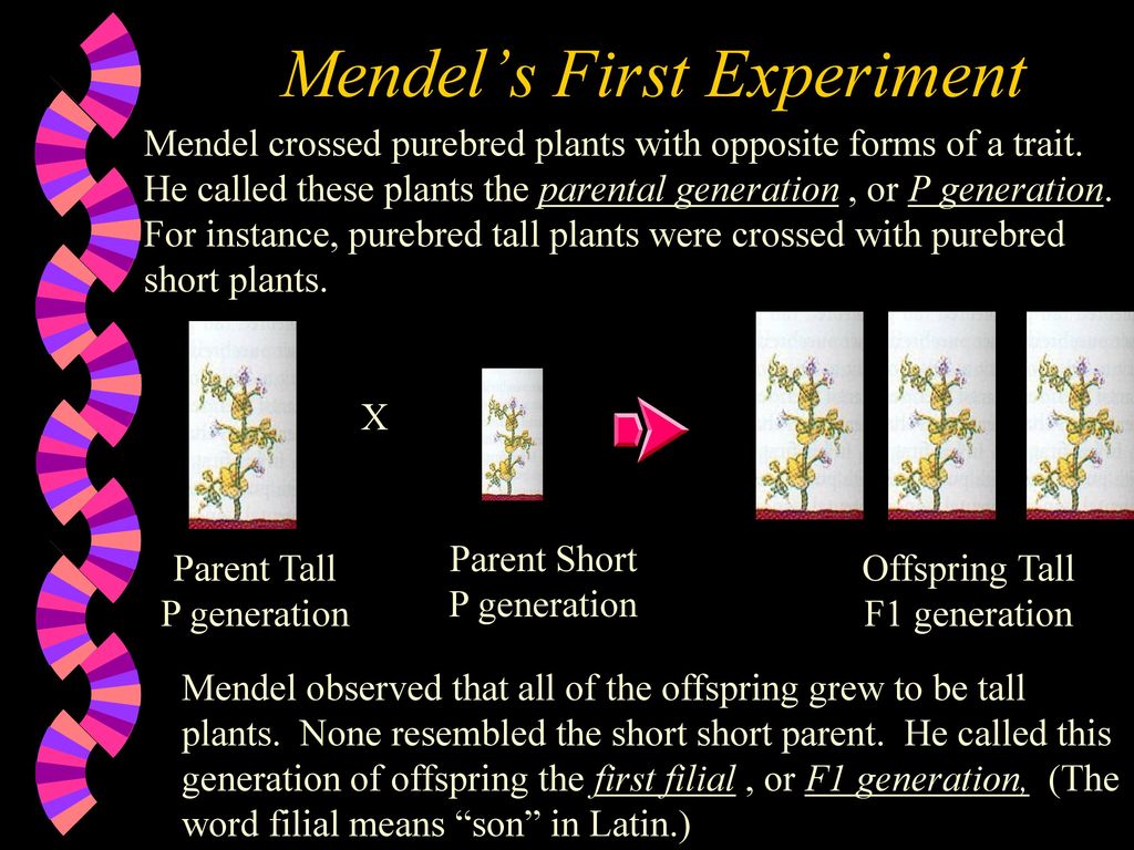 Mendel’s First Experiment