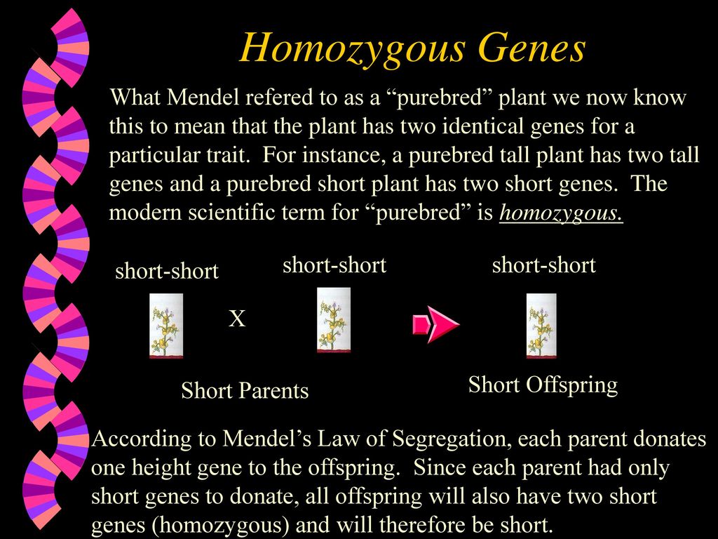 Homozygous Genes